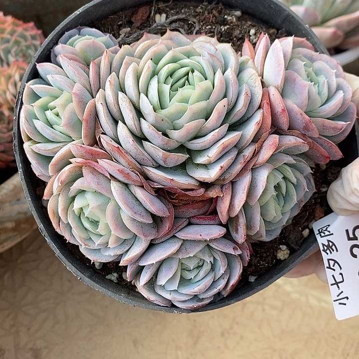 小七夕多肉西娜25