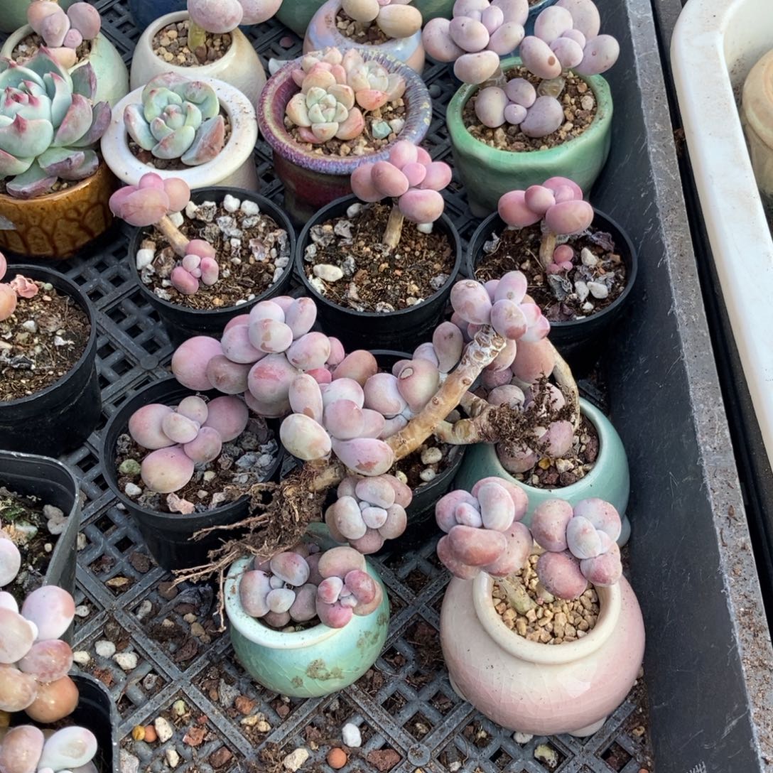 鲜***艳腰子桃蛋5颗送2颗发货不带盆