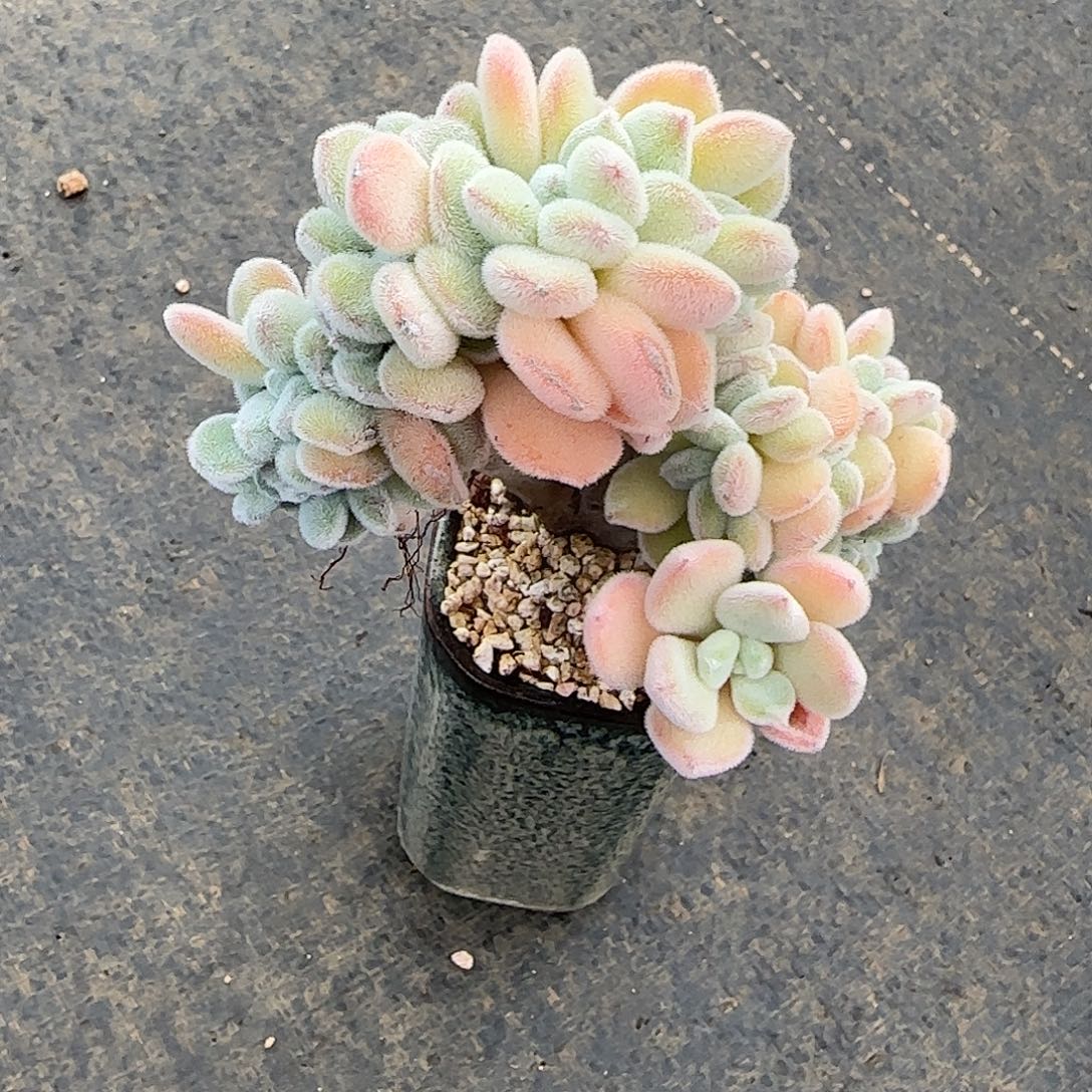 美***呀雪晃星不带盆土发货