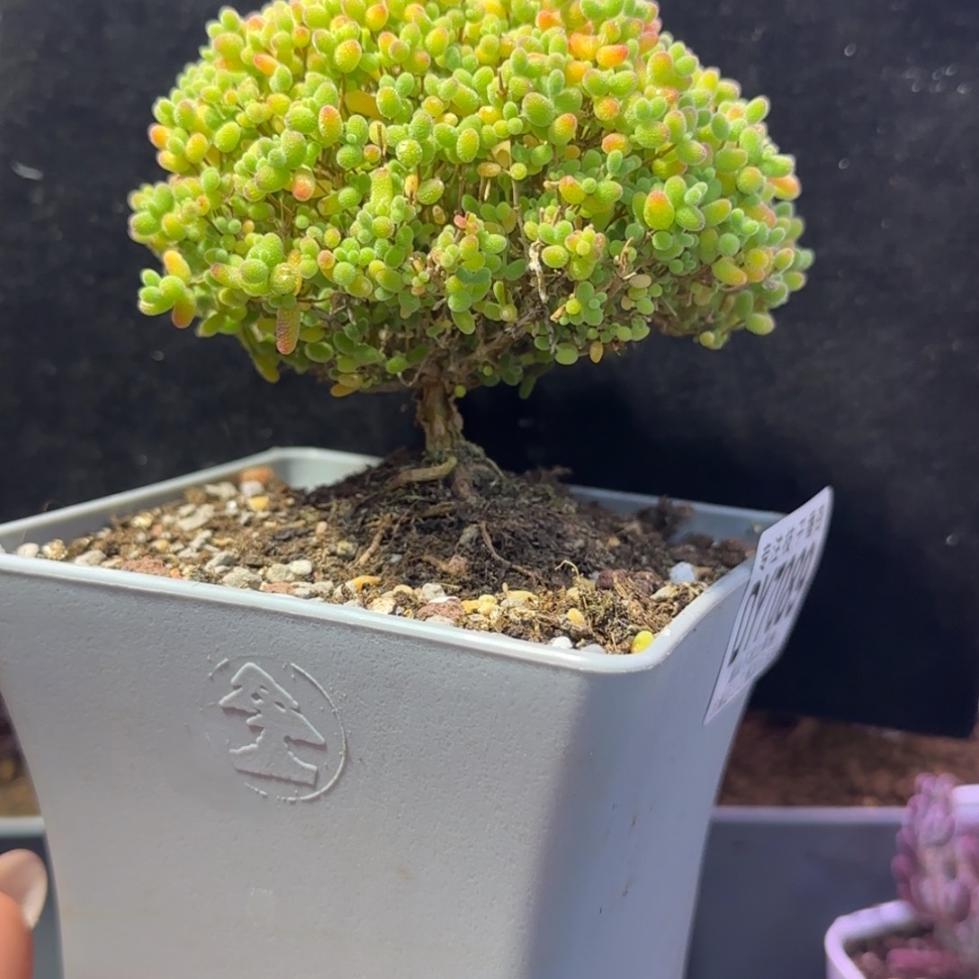 dy089精控蜜橘直杆蘑菇头冠幅9.5cm开播福利