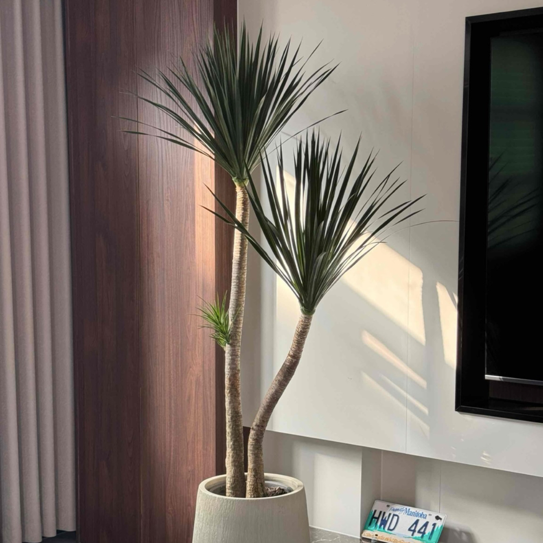 精选造型老桩黑珍珠龙血树，好养耐养绿植，室内室外都可以养护