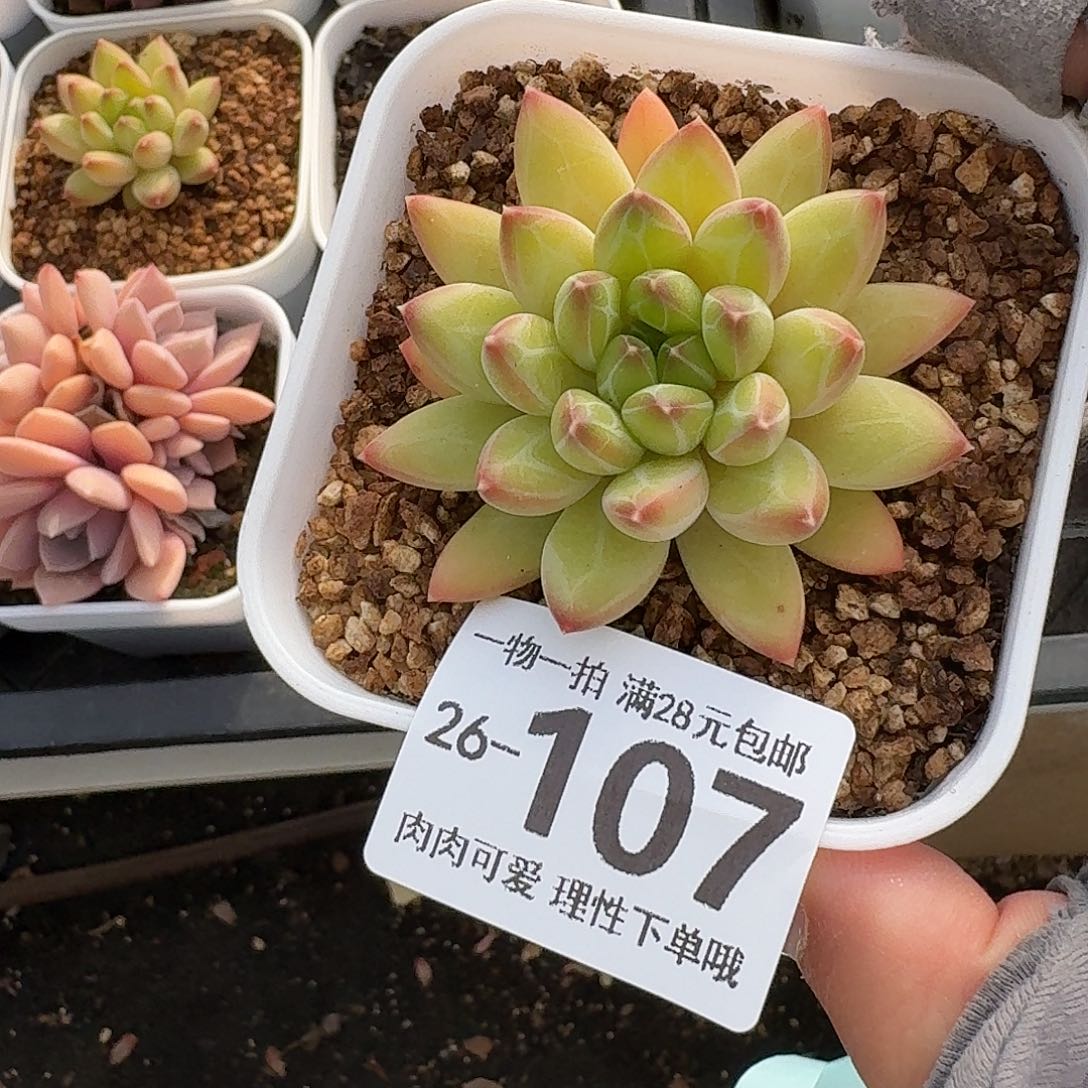 胖体青花瓷无盆土发货无