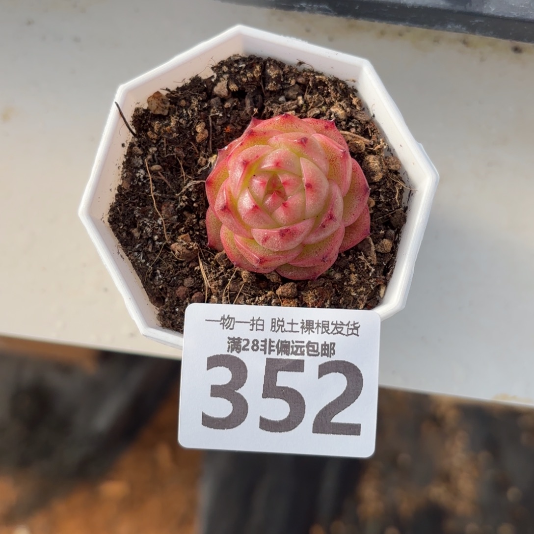 棒***）火烈鸟单头无盆土发货