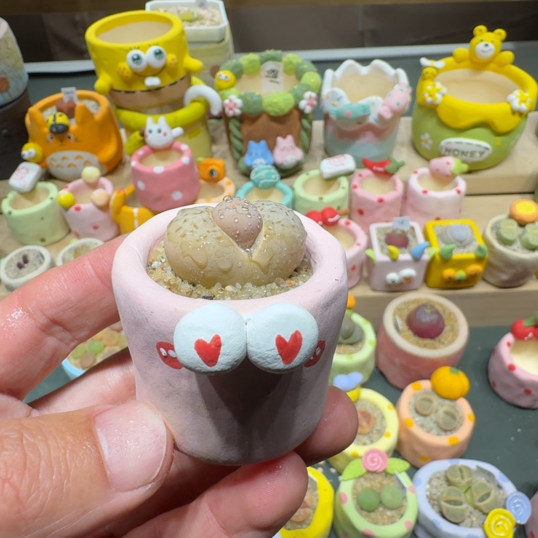 红陶蘑菇707大白