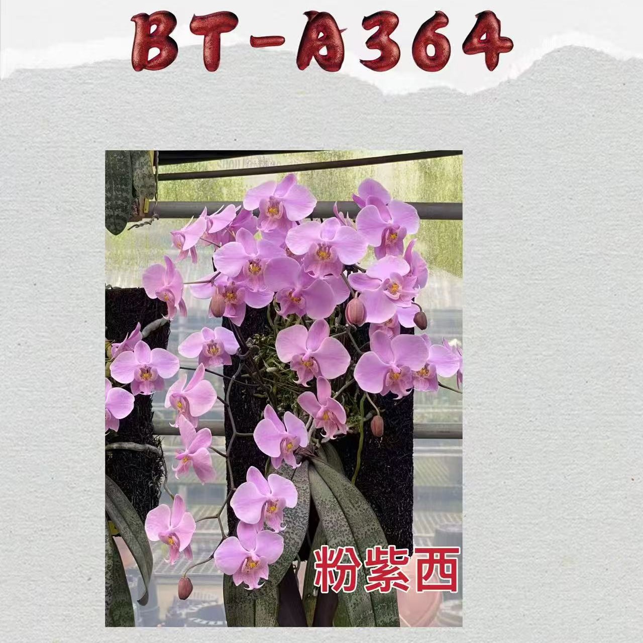 大树 BT- A364（ 苗）
