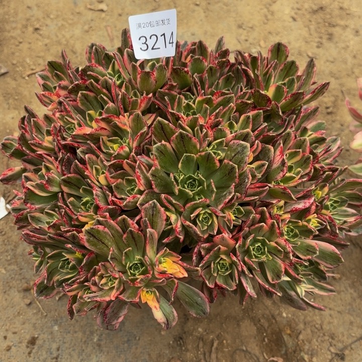 甜茶多肉法师3214