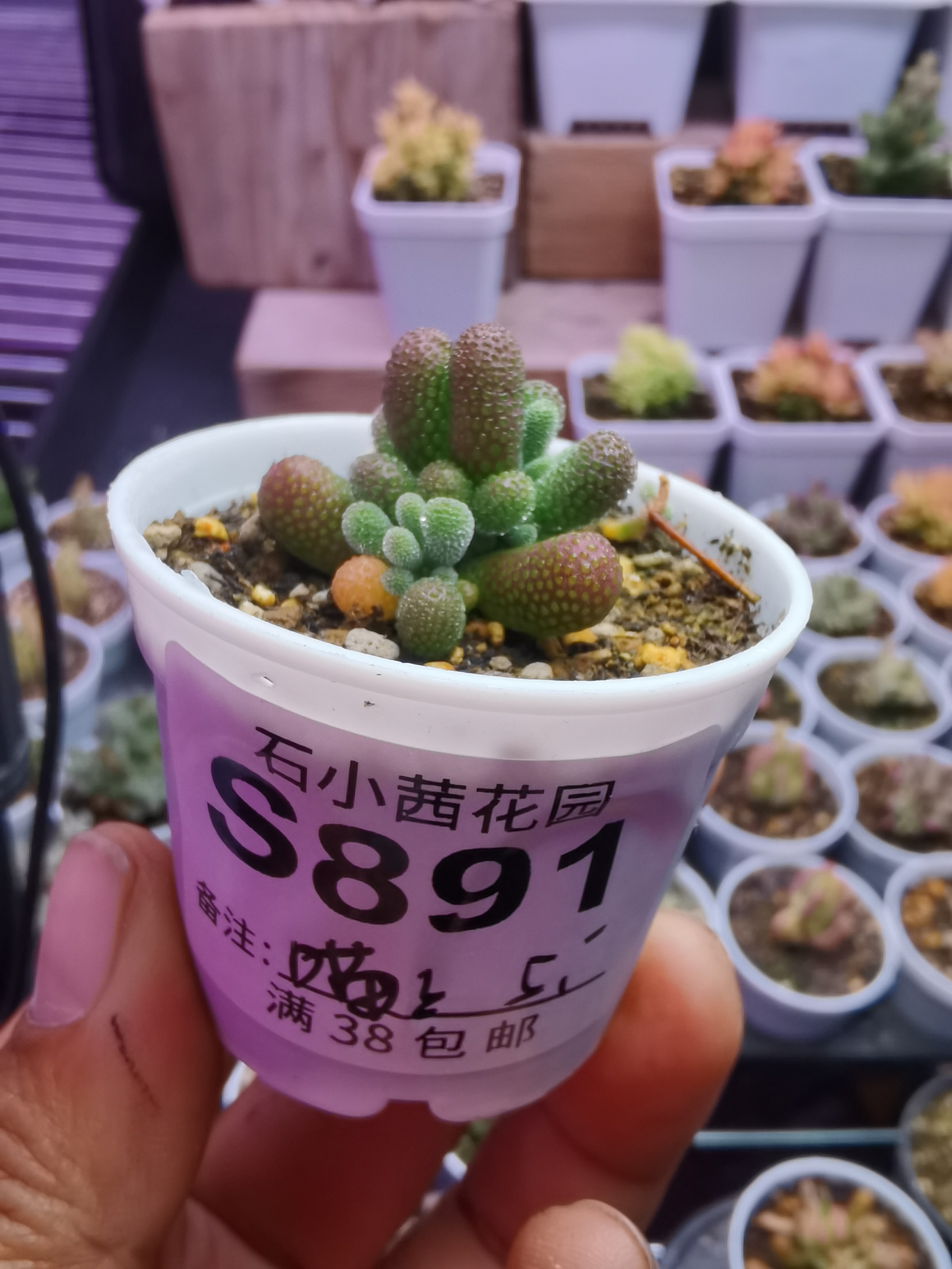 喵专拍折后多肉植物枝干番杏翡翠