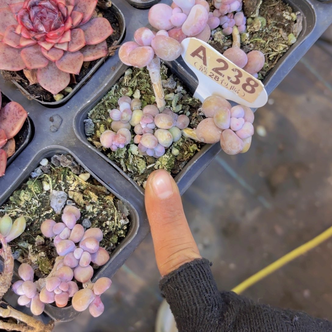 A238腰子蛋一物一拍