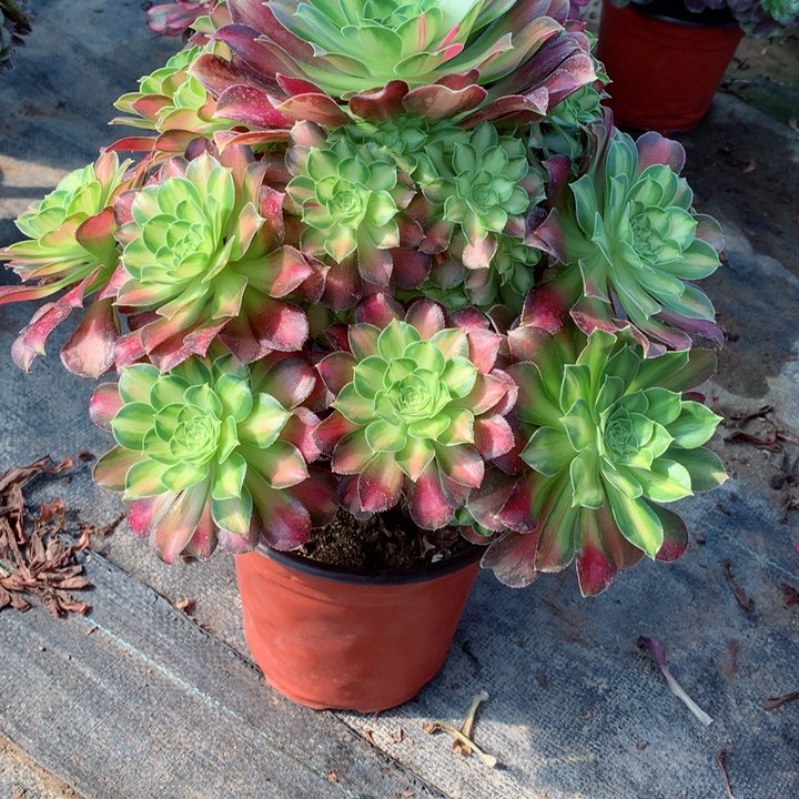 7韶华多肉一物一拍～