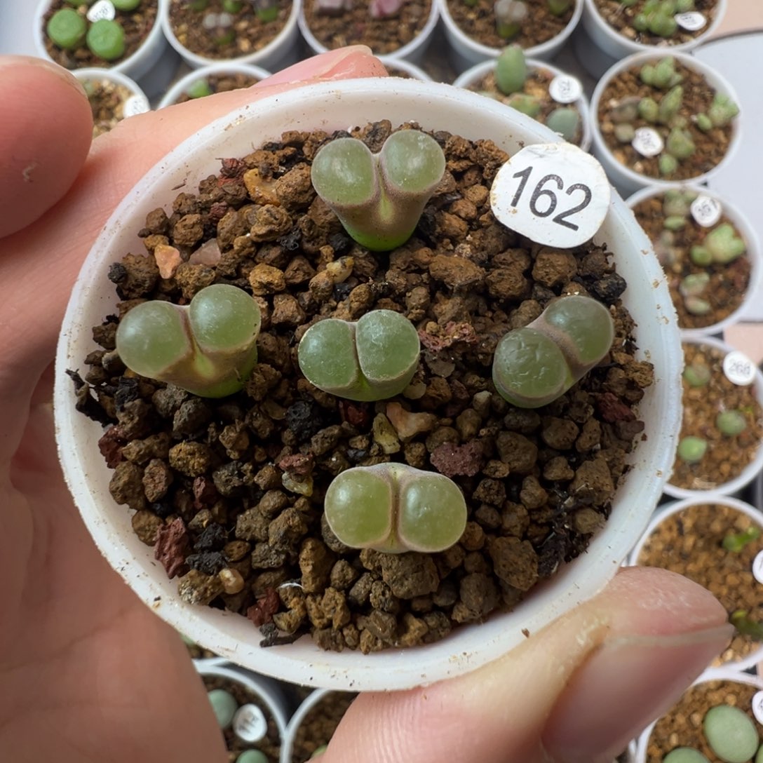 克里普兰磁铁一颗脱土16200000