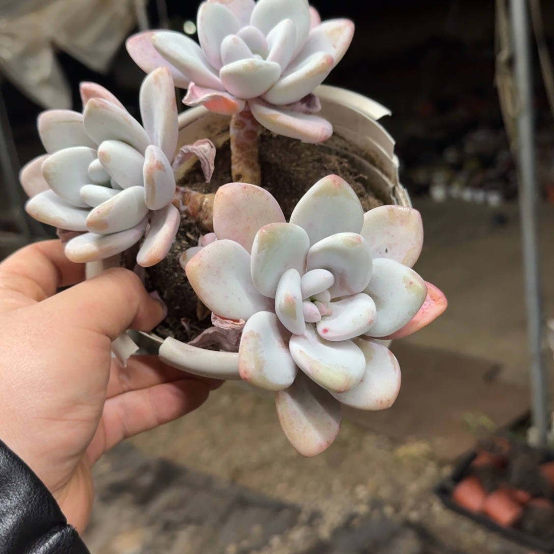 粉兔三头起发老桩