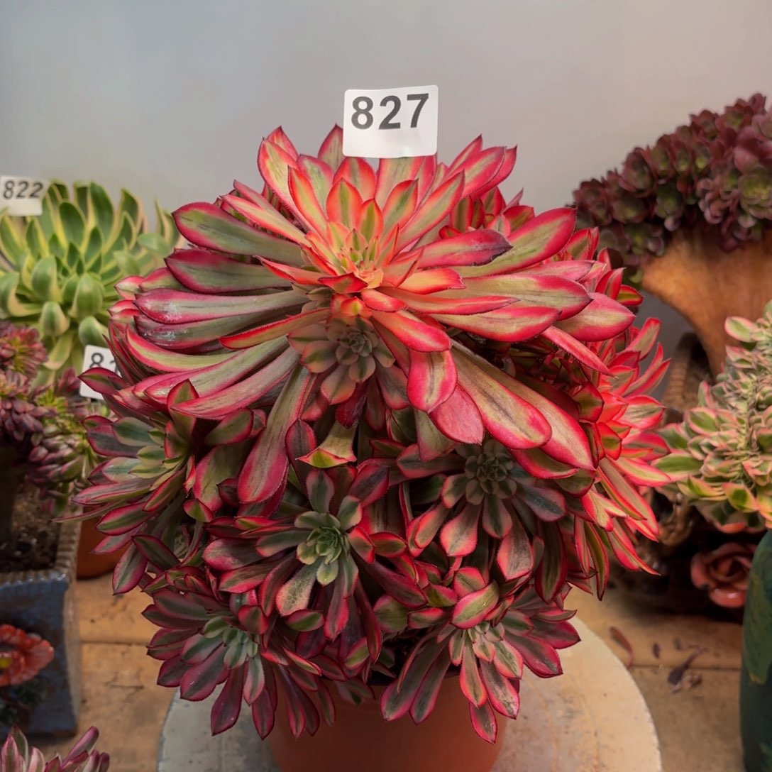 多肉法师白月光827