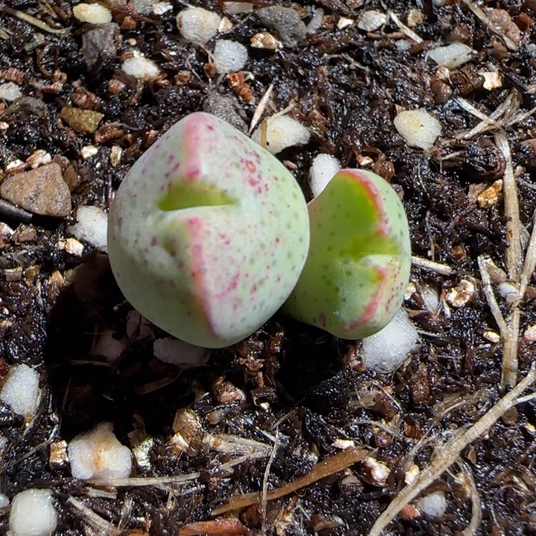 肉锥多肉植物组合-sb2035、394