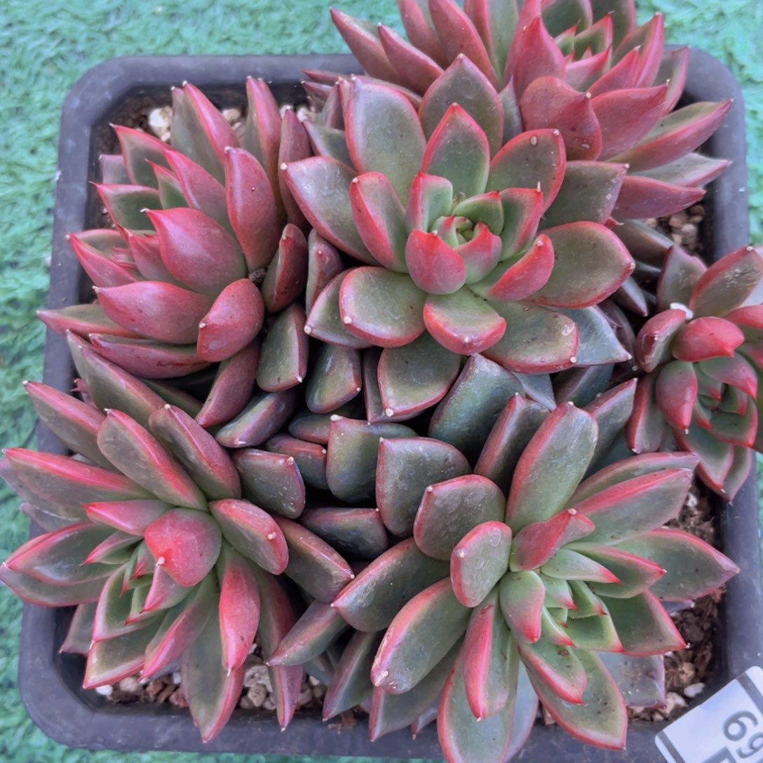 东云杂夏洛特31169多肉植物