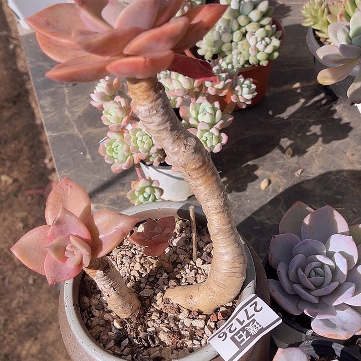 旭鹤27126多肉植物