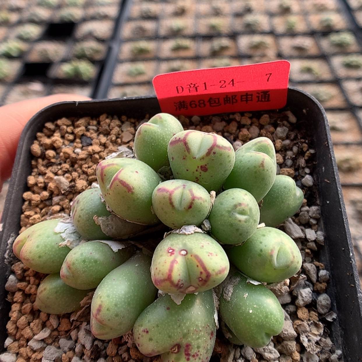 【闪购商品】1-24-7 斑马多肉一群 35