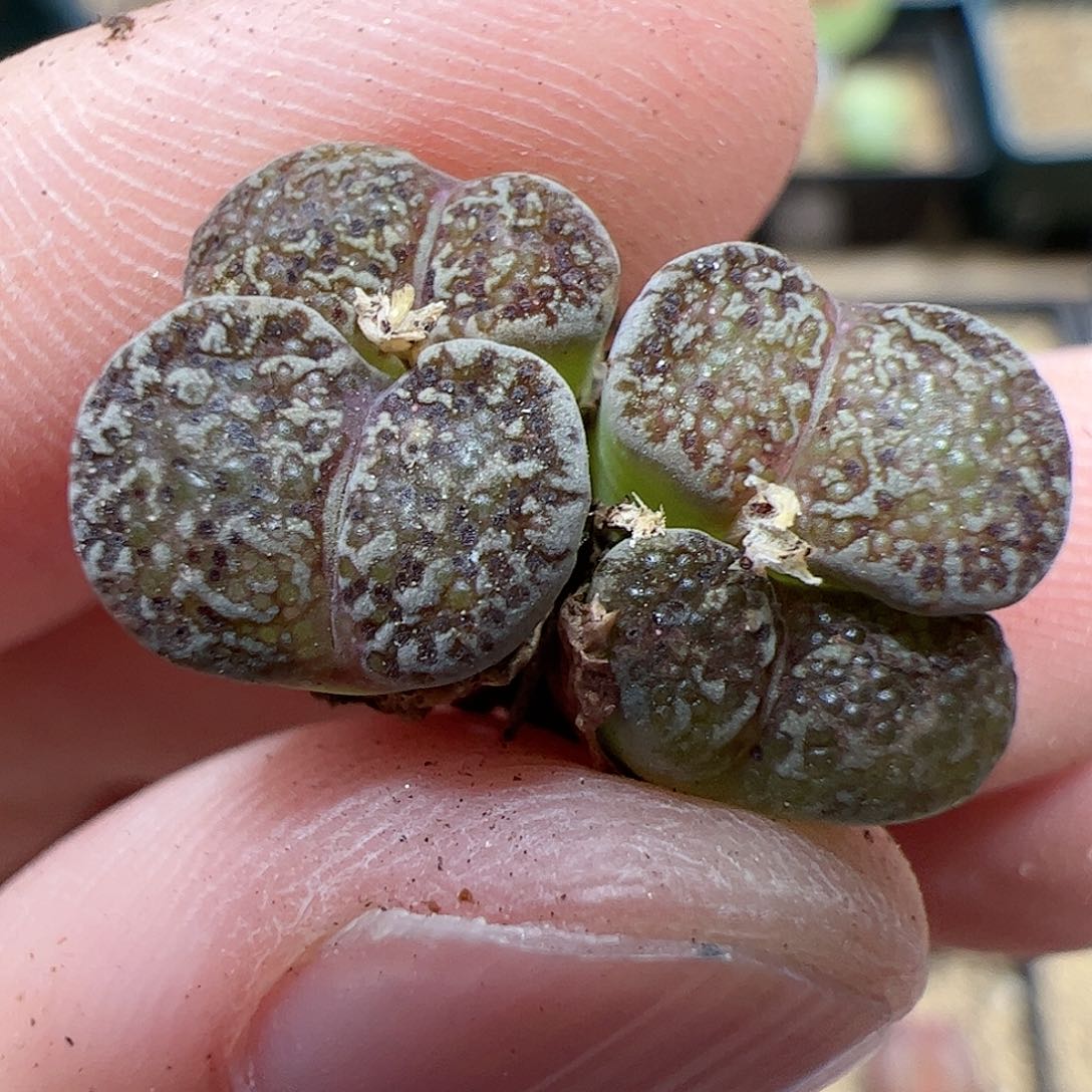 【闪购商品】195 全窗鸟