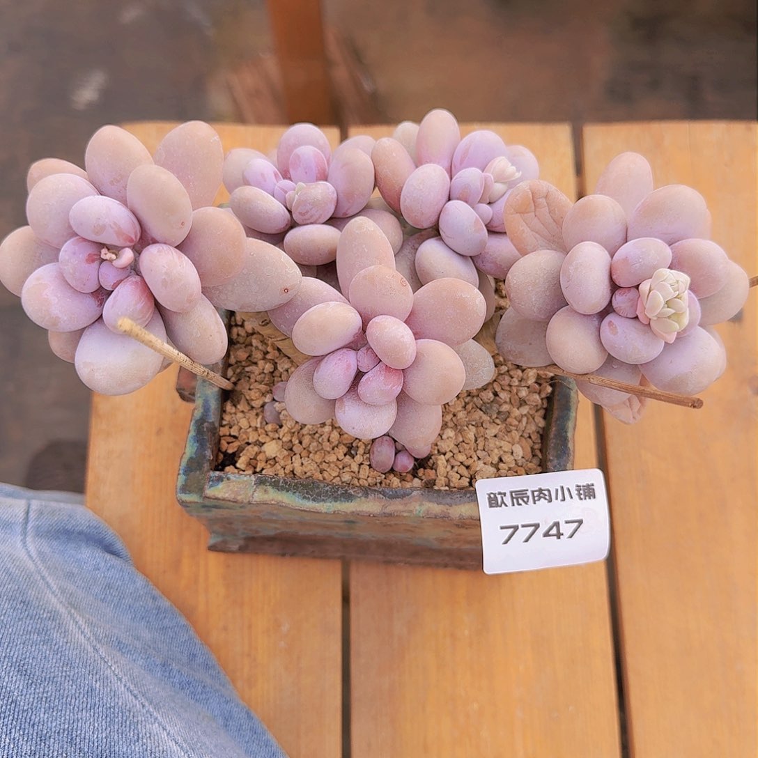 多肉植物原始奶酪7747