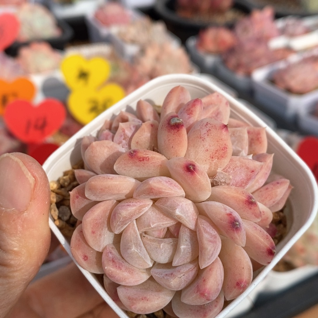 精品多肉一物一拍不包整45