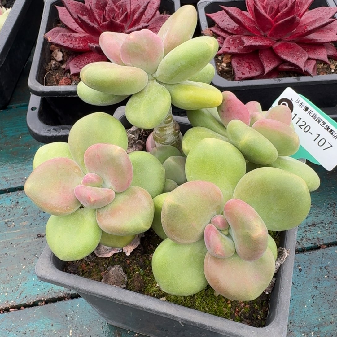 从前慢多肉精选编号1120.107