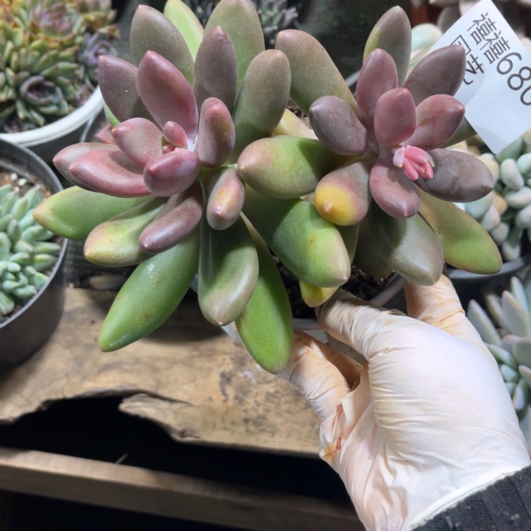 680不知名美人多肉植物紫