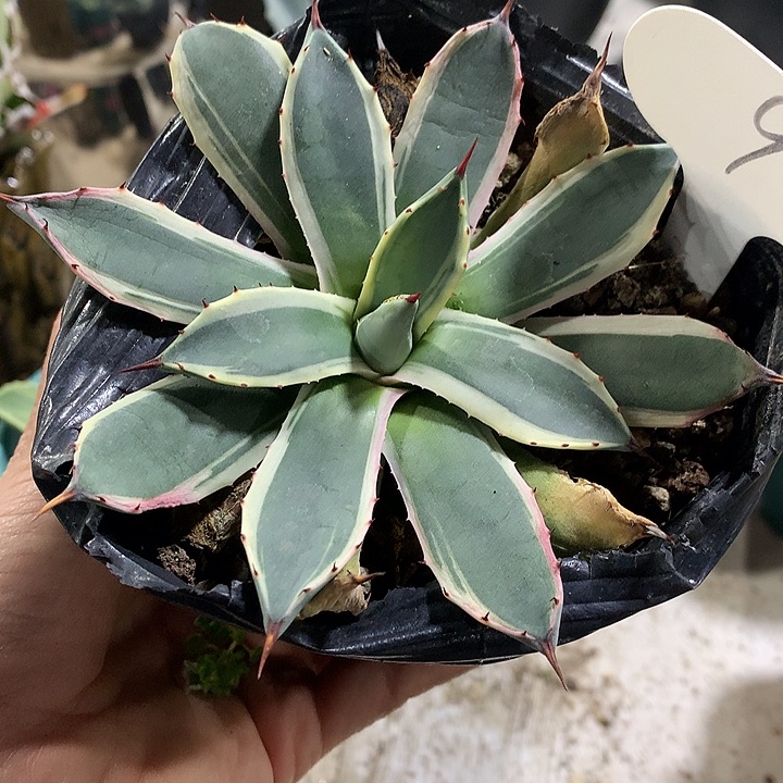 9吉祥天13公分6666666–6666