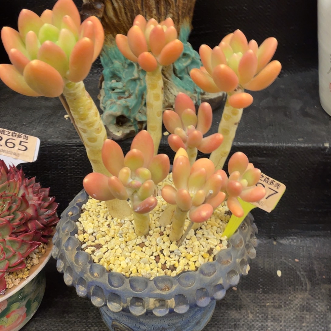 弥鹿之森一物一拍