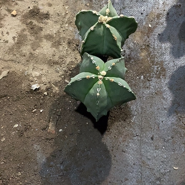 爱***天组合2棵实生脱土发货