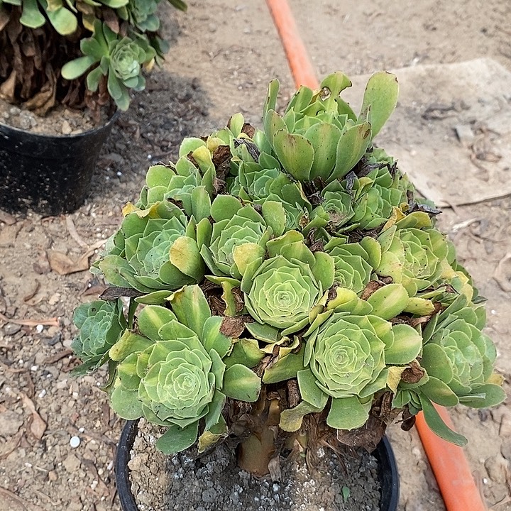 翡翠琉璃多肉植物020