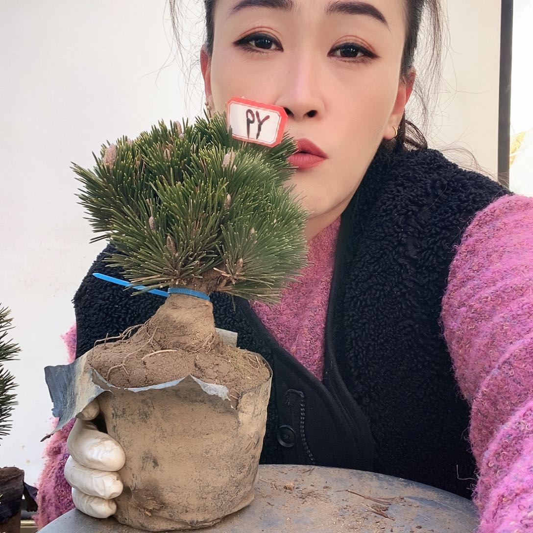 无花朵植物形态多年生草本