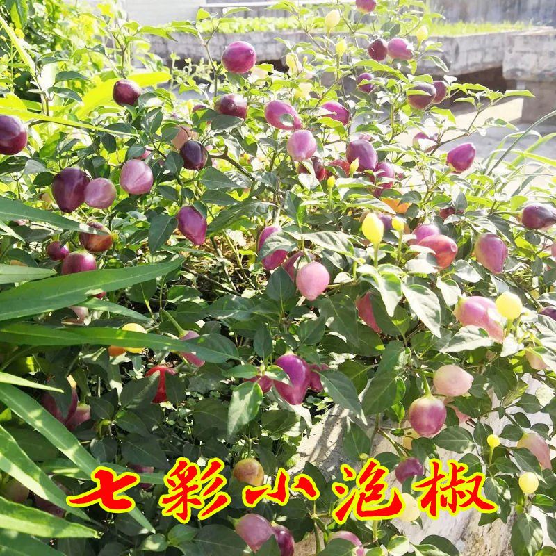 =广西七彩椒种子 高产超辣五彩椒蔬菜种籽 阳台盆栽四季播泡椒种