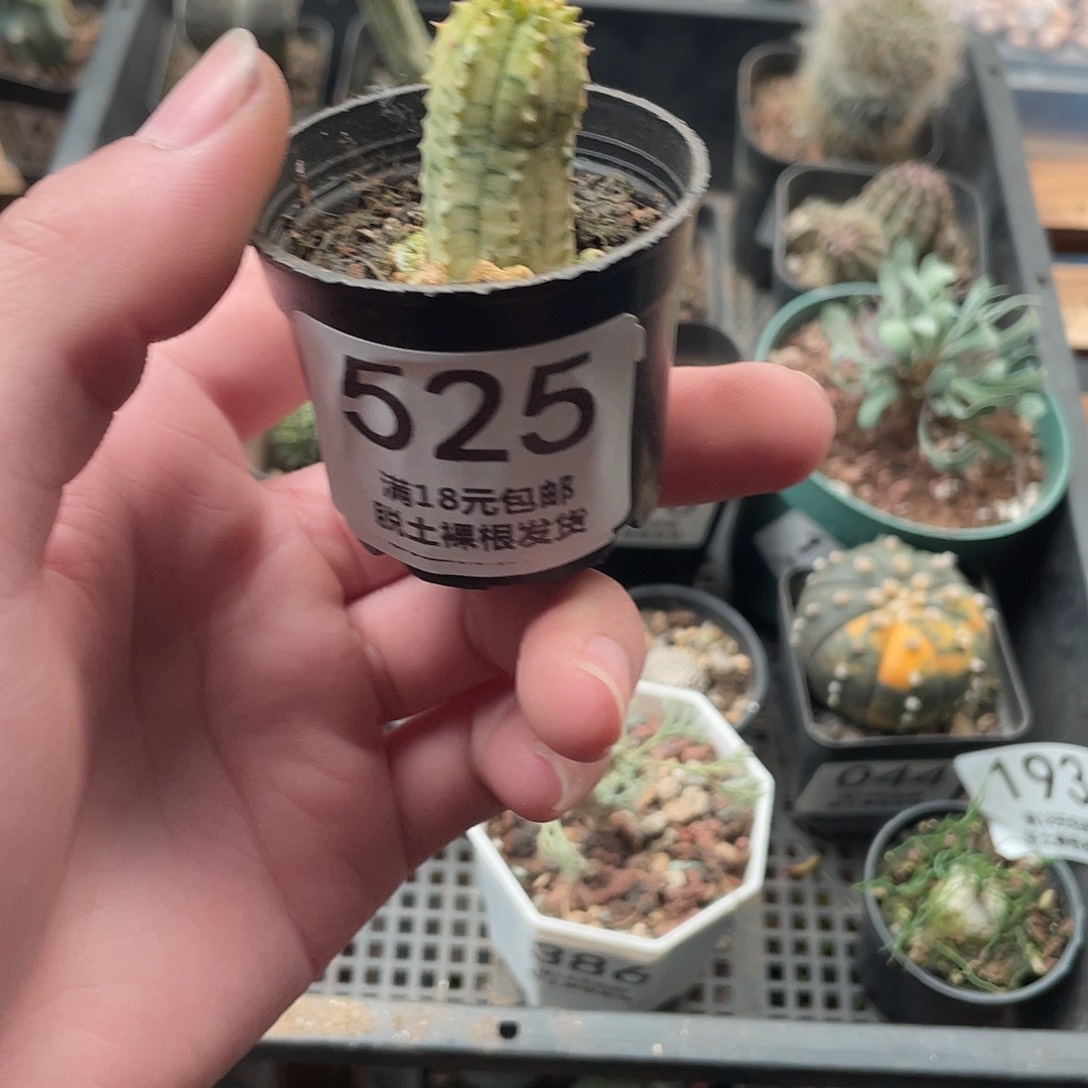 525布纹球锦（满18包邮）