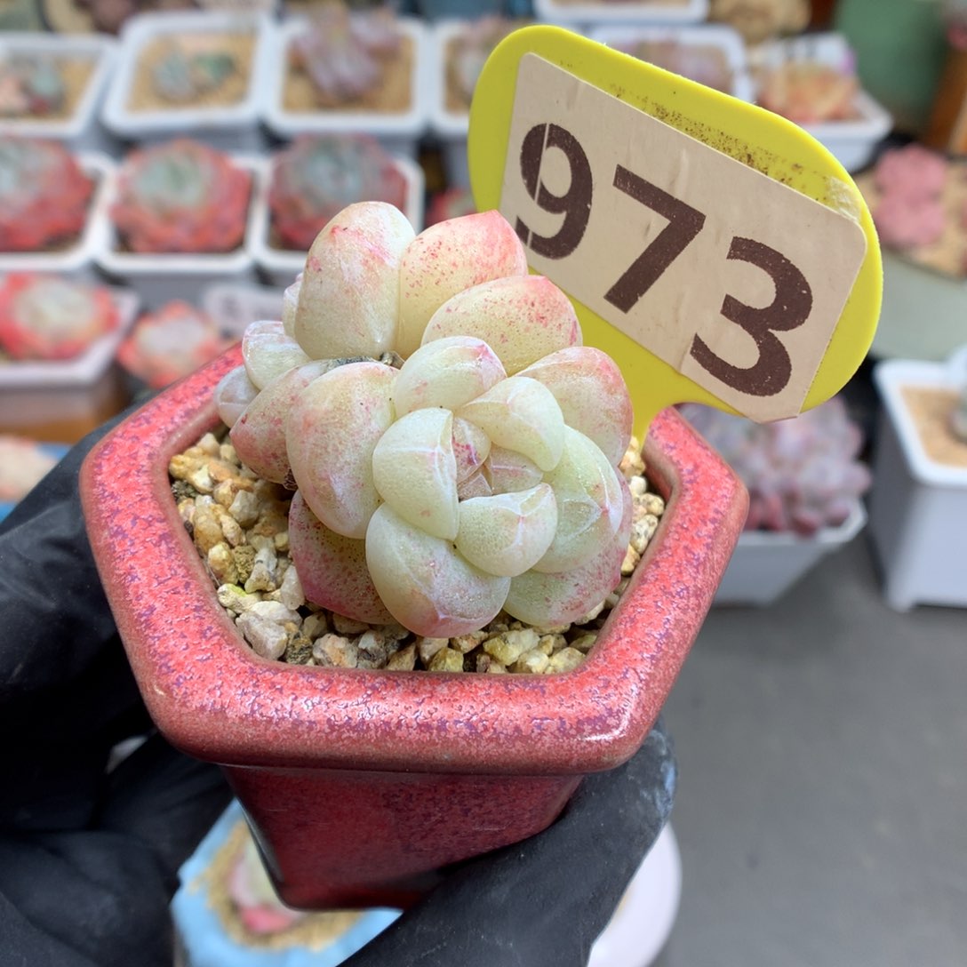 973特冰玉石化多肉