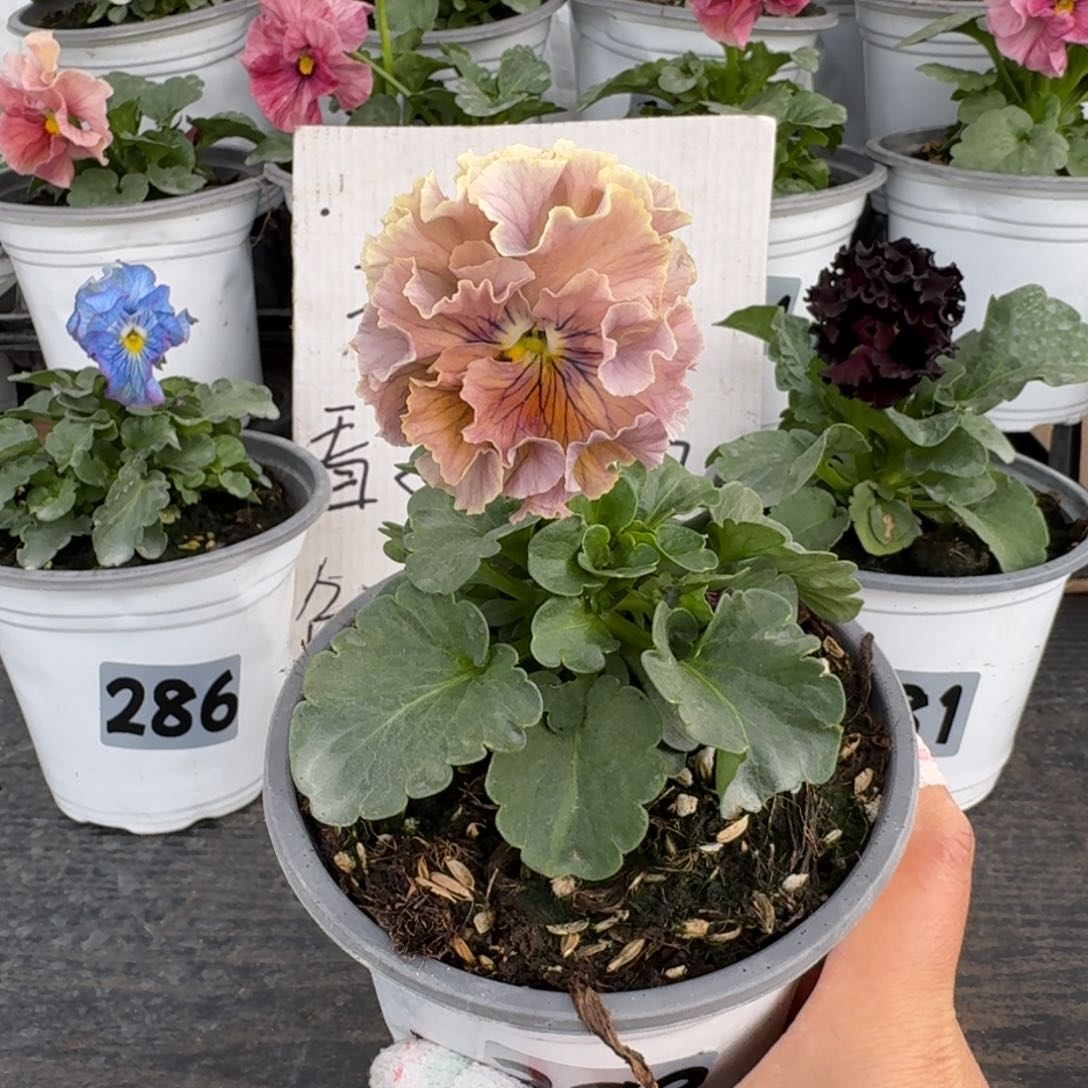 全部花朵293洛可可