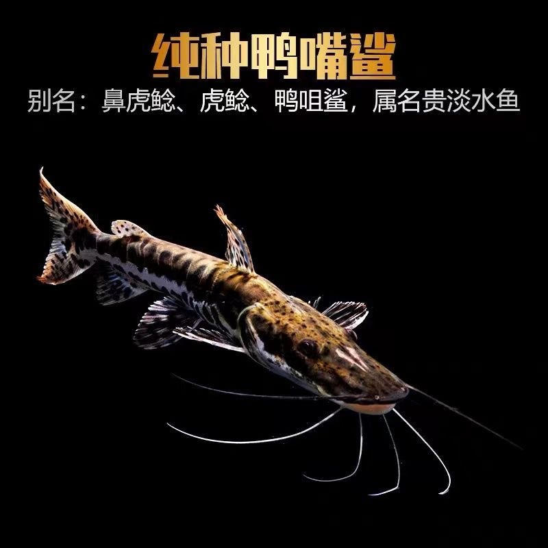虎斑鸭嘴鲨鱼活体虎纹鸭嘴鱼淡水鲨鱼大型凶猛热带观赏鱼耐活好养