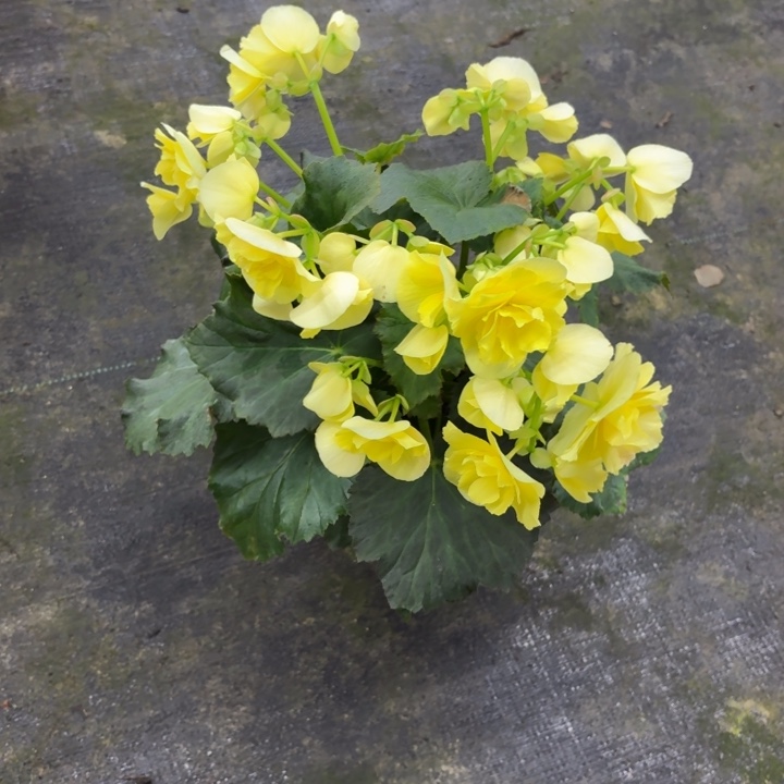 大部分花苞少量开放大盆柠檬黄只包到手不包养护