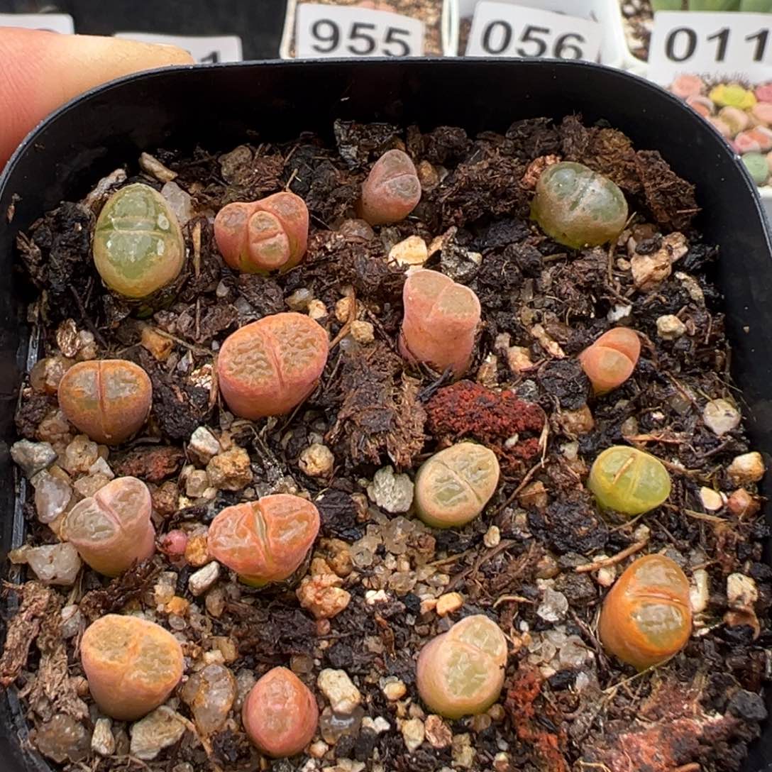 1.15好看的多肉086