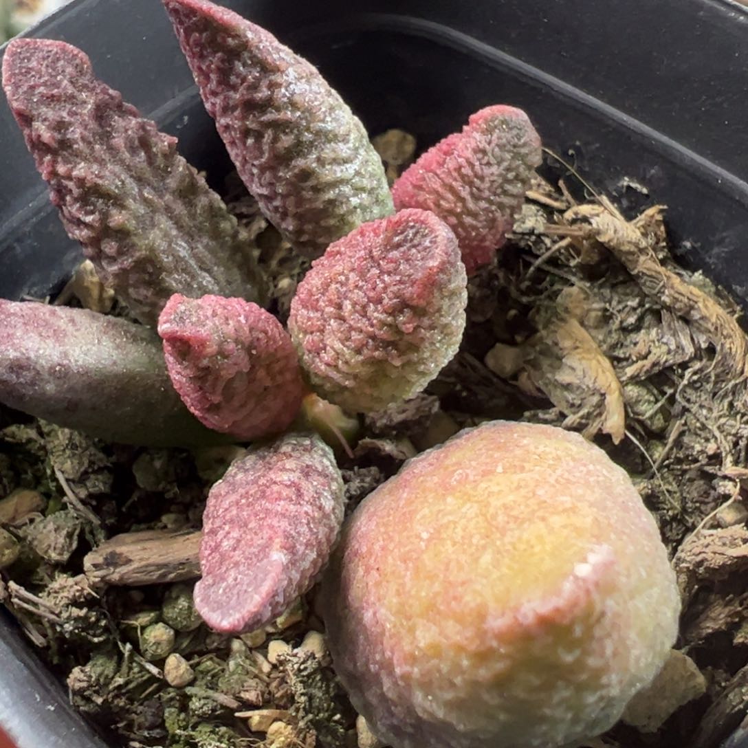 实生底叶苗连贯缠绕纹多肉植物水泡