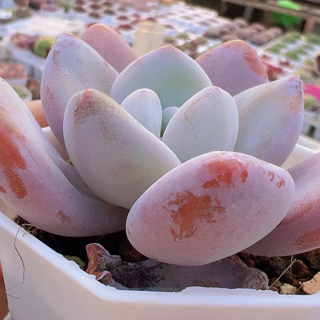 胖粉兔19包邮多肉