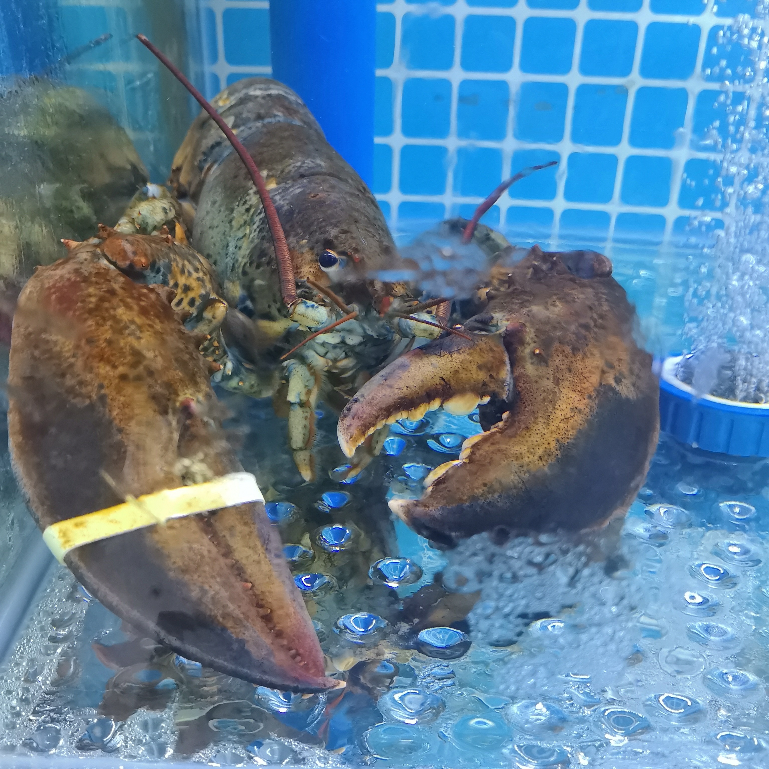 波士顿龙虾约750g