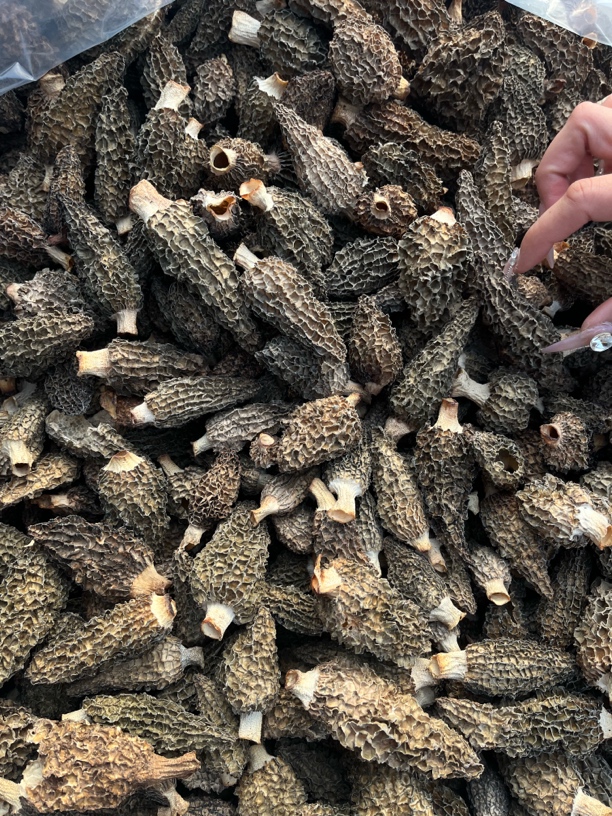 现烤出炉七妹羊肚菌0210