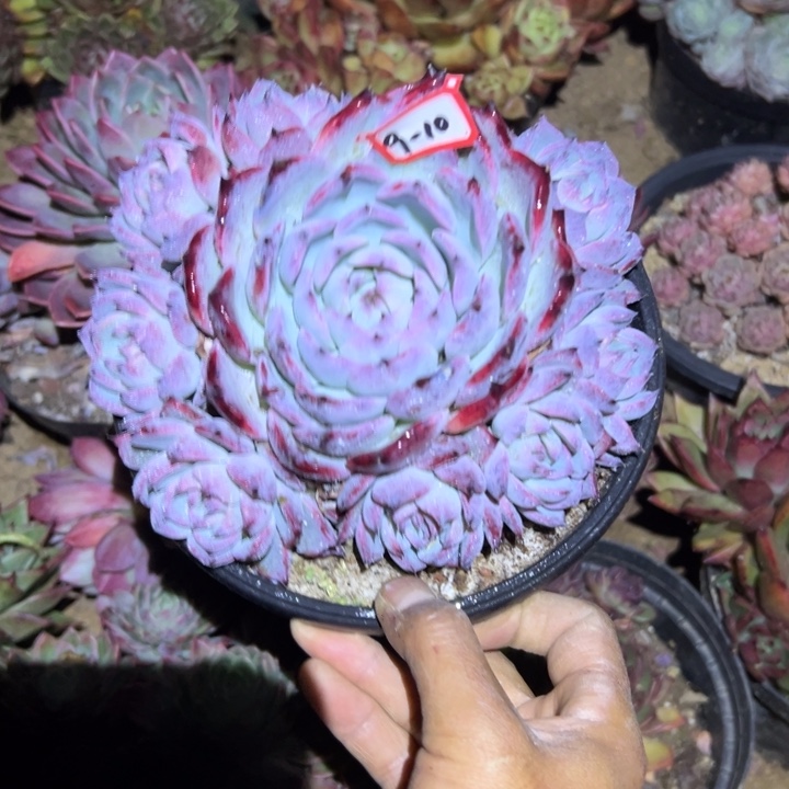 老***子精品多肉植物老桩娃娃惊鸿