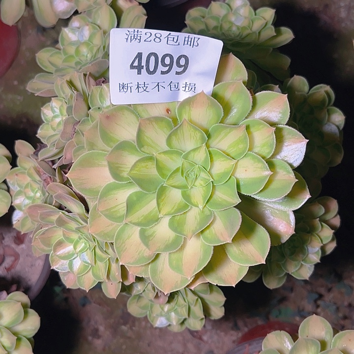 4099韶华多肉植物
