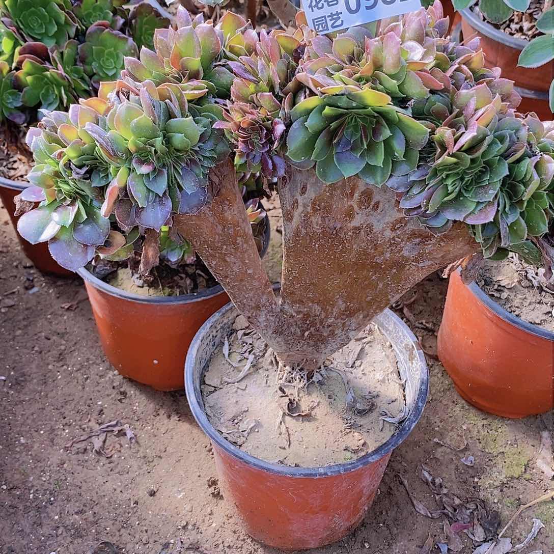 982 号20元包邮不包断枝年后发货