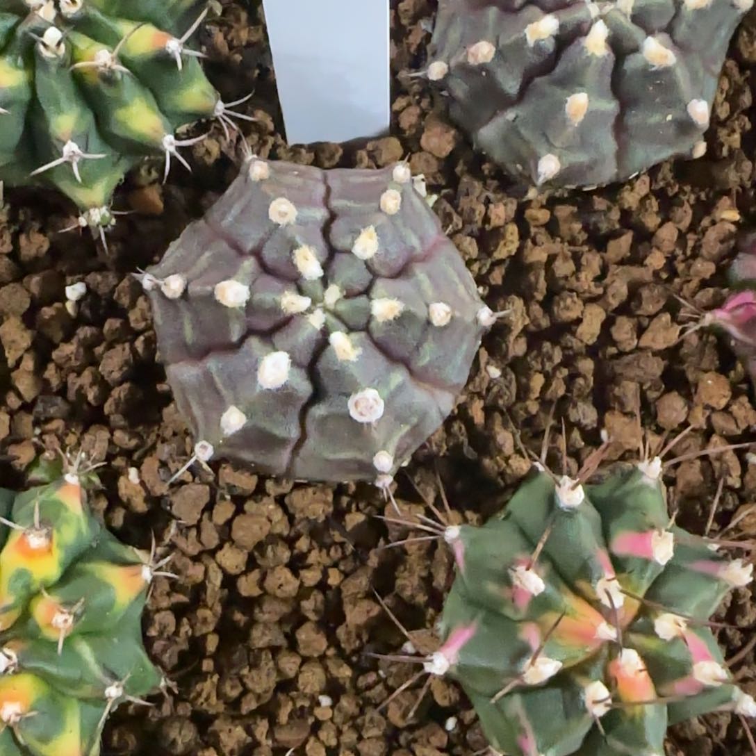 238-0114泰国发货多肉梦想