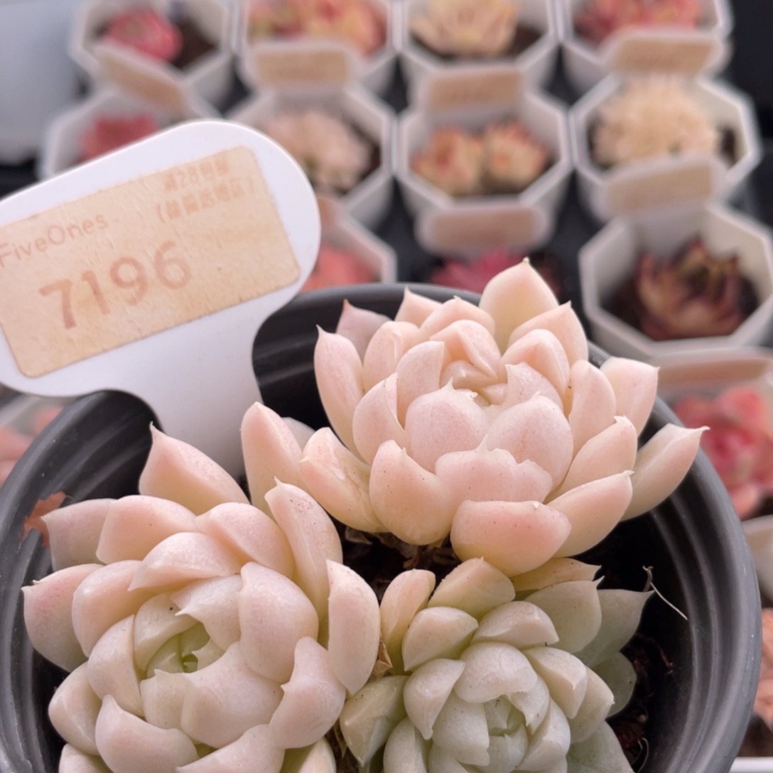 白月影7196-8.0厘米