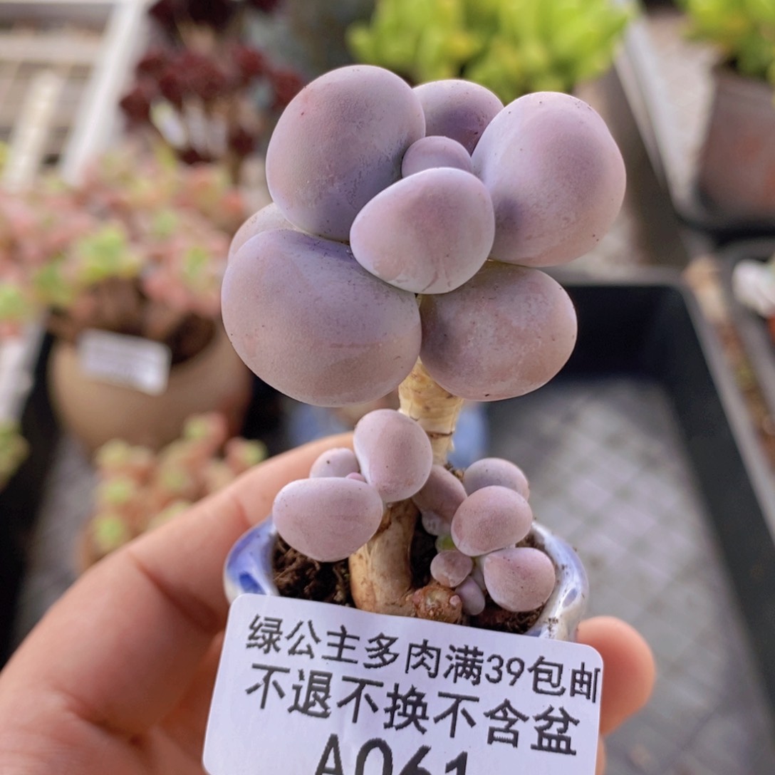 芭比奶洛061多肉植物