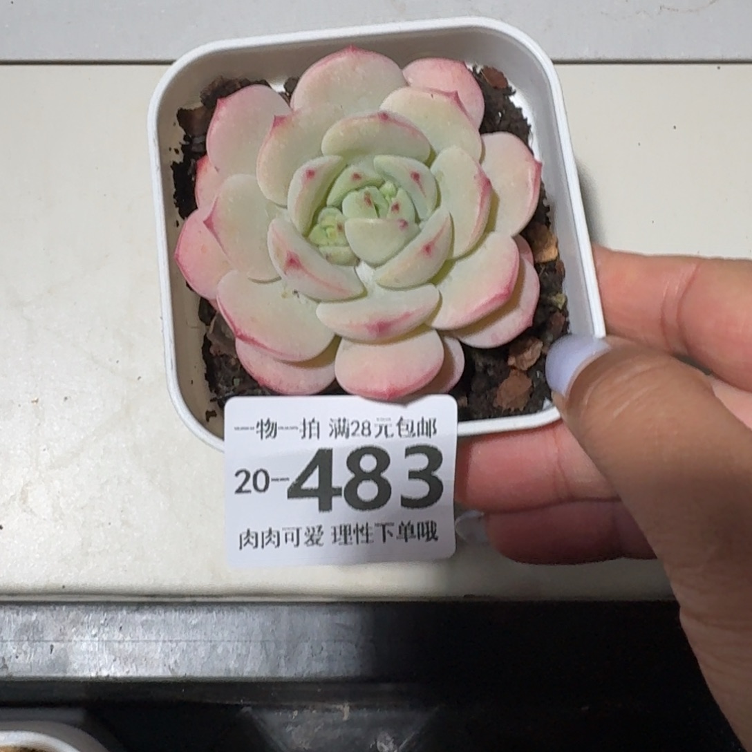 白底香草无盆土发货无盆