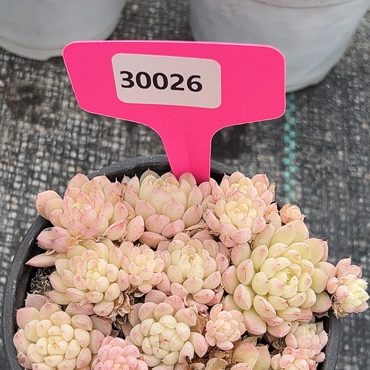 喵***兄糖心     30026号  