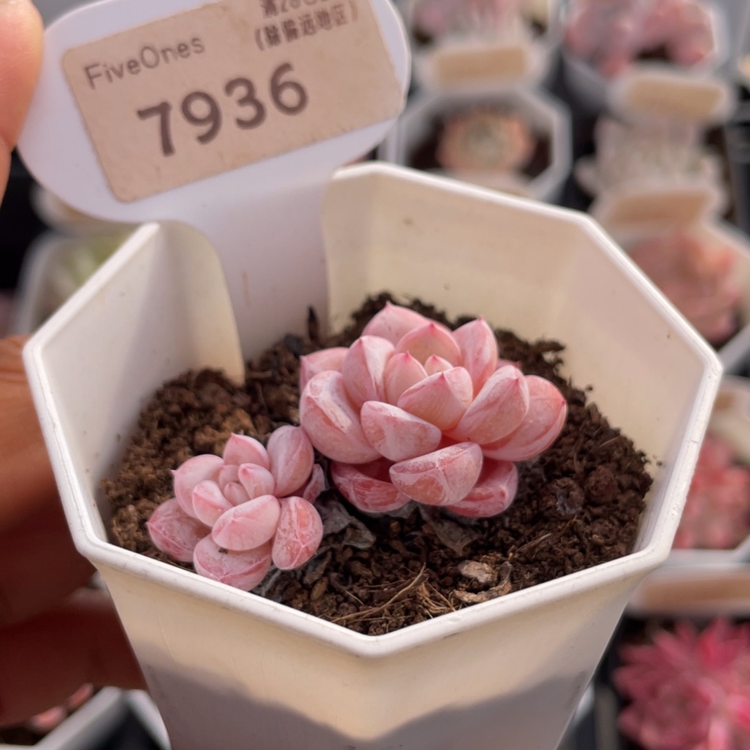 维特7936-4.5厘米